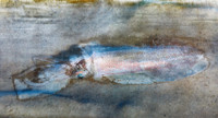 Sand Flat Squid Phantasm