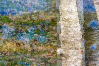 White Birches I