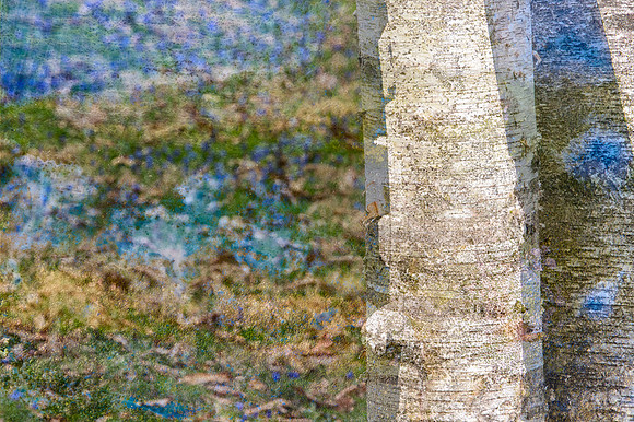 White Birches I