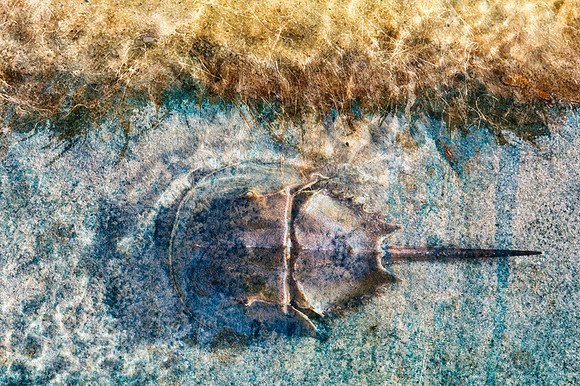 In the Marsh Shallows II