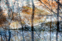 Autumn Woodlands