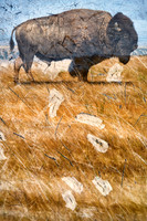 An American Bison Portrait I