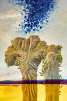 Crested Saguaro Portrait I