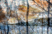 Autumn Woodlands
